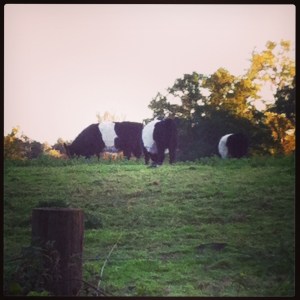 Milles elskede køer