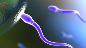 a1d3a207a32846bf862628556c62de30_SædcelleiStock_00