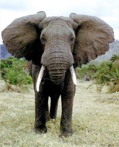 AfricanElephant111