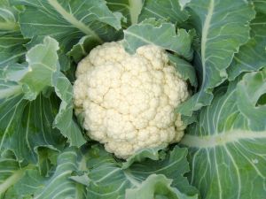 leamington_cauliflower_0
