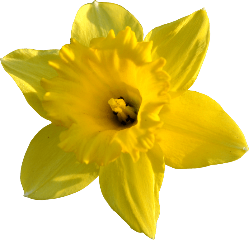 daffodil_stock_by_pomprint-d4tvkqn