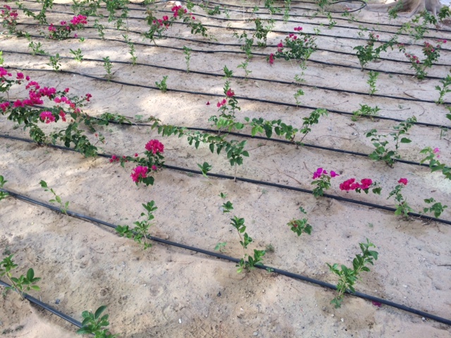 Blomsterbed i en ørken