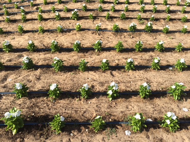 Blomster i en ørken kræver insisterende vanding