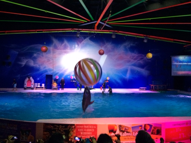 Delfinerne spiller "volley" med publikum