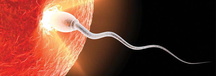 human_reproduction_wide